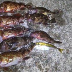 初釣りはまずまず