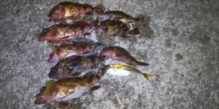 初釣りはまずまず