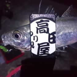 やっぱりアジ！！