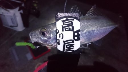 やっぱりアジ！！