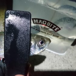 まだまだ釣れるアジ！！