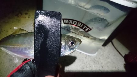 まだまだ釣れるアジ！！