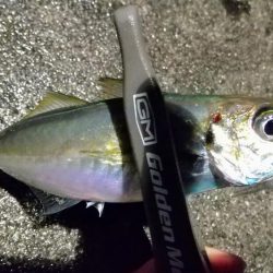 さすがに厳しいアジ