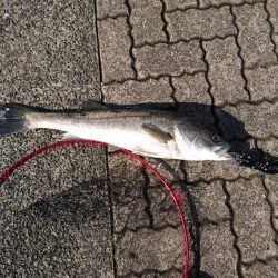 念願のシーバスGET