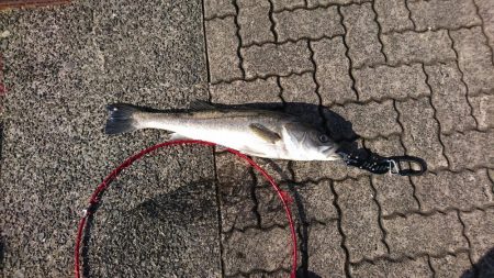 念願のシーバスGET