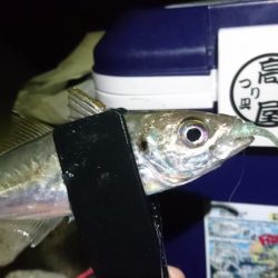 今夜もアジ！！