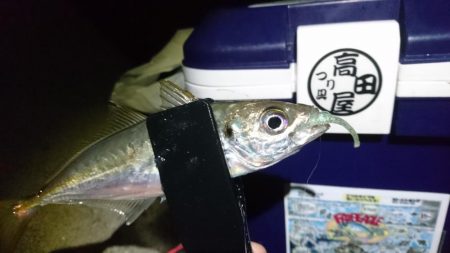 今夜もアジ！！