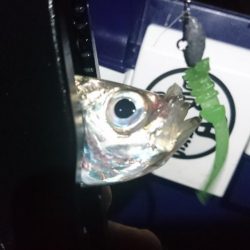 好調アジング！！