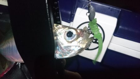 好調アジング！！