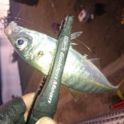 南紀アジング釣初め