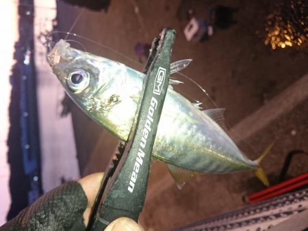 南紀アジング釣初め