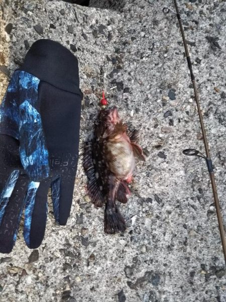 ロックフィッシュ狙い