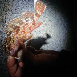 今年1匹目はガシラからのスタート