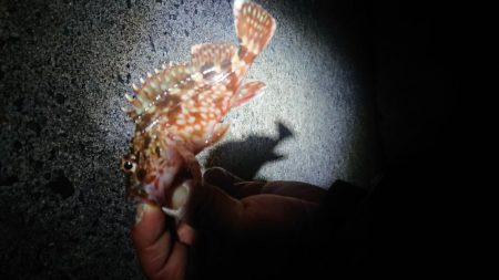 今年1匹目はガシラからのスタート