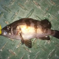 新春!!メバリング