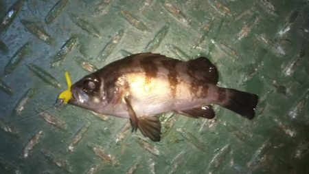 新春!!メバリング