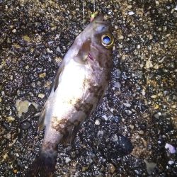 イカを釣りたくて