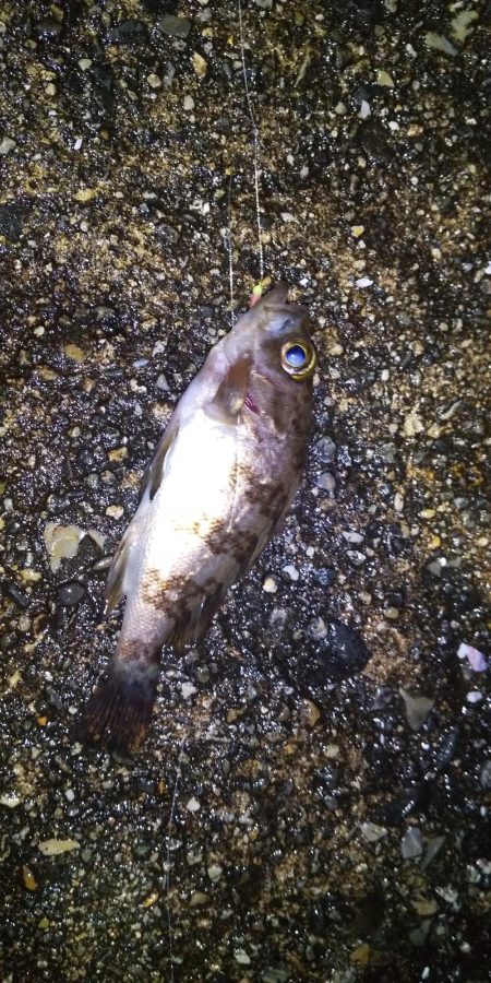 イカを釣りたくて