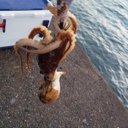 イカを釣りたくて2