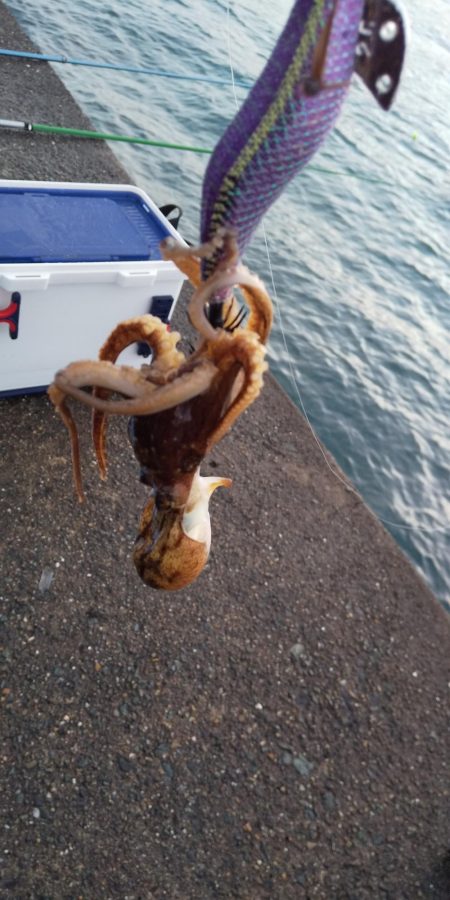 イカを釣りたくて2