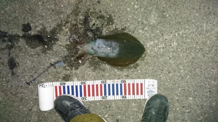 明けましておめでとう初釣り行って来ました。