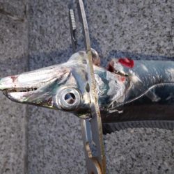 タチウオまだまだ釣れるぞ