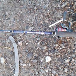 タチウオなんとか居残ってる