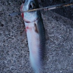 あきらめたらそこでｼｰｽﾞﾝ終了だよ