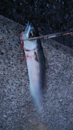 あきらめたらそこでｼｰｽﾞﾝ終了だよ