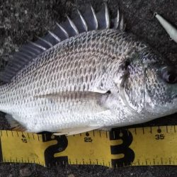 ぶらシーバス！！