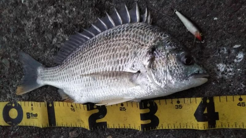 ぶらシーバス！！