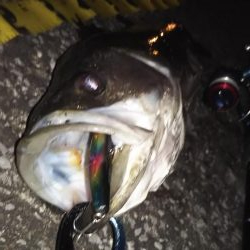 ぶらシーバス！！