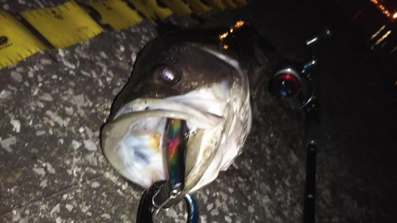 ぶらシーバス！！