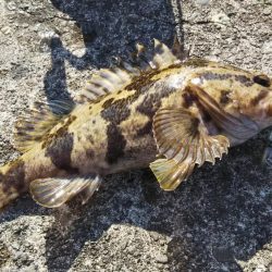 ぶらロックフィッシュ！！