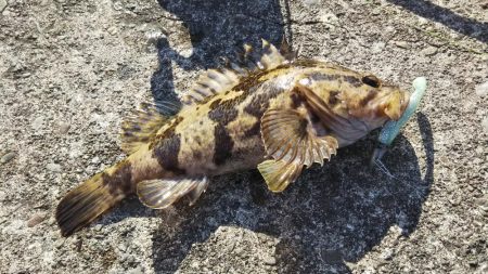 ぶらロックフィッシュ！！