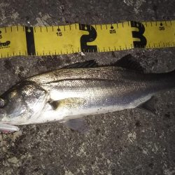 ぶらシーバス！！