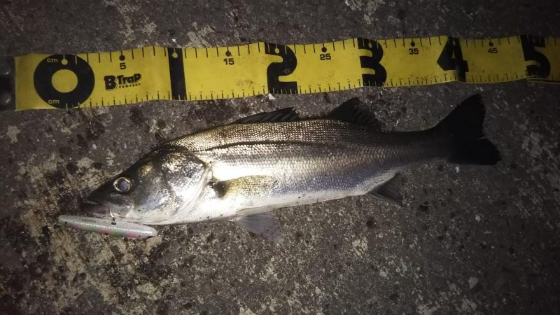 ぶらシーバス！！