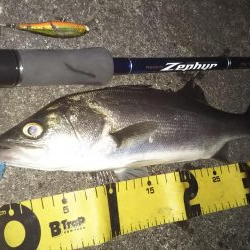 ぶらシーバス！！