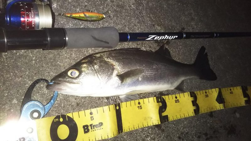 ぶらシーバス！！