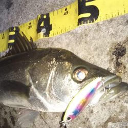 ぶらシーバス！！