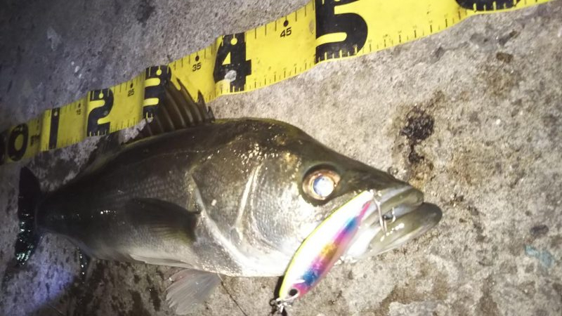 ぶらシーバス！！