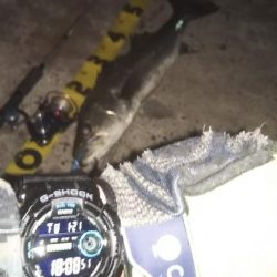 ぶらシーバス！！