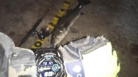 ぶらシーバス！！