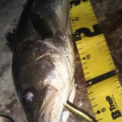 ぶらシーバス！！