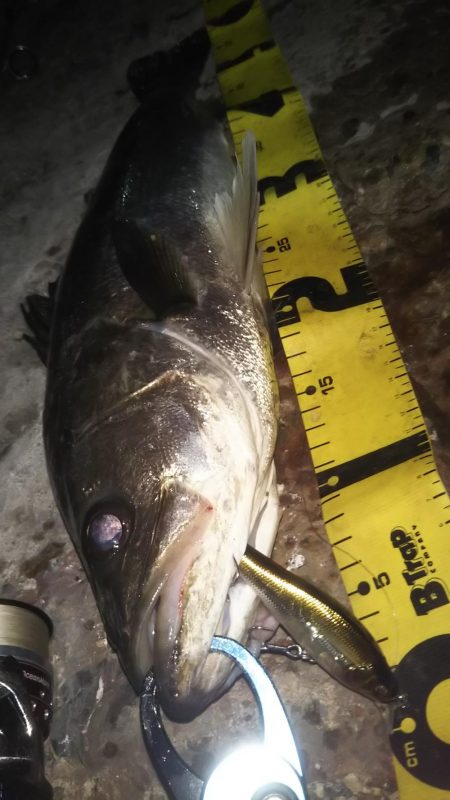 ぶらシーバス！！