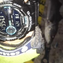 ぶらシーバス!!