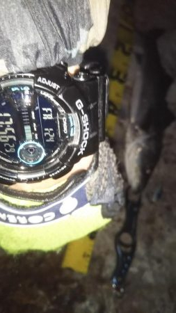 ぶらシーバス!!