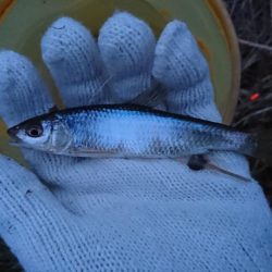 釣り納めは小物釣り…