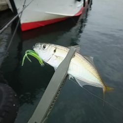 アジ釣り
