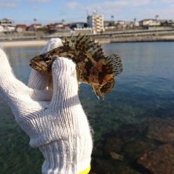 安定の根魚達！